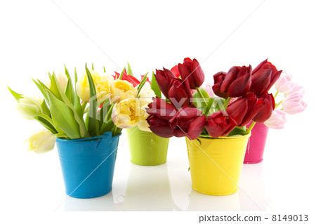 Colorful tulips in buckets 8149013