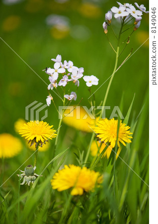 Dandelions and Cuckoo flowers Dandelions and Cuckoo flowers 8149046