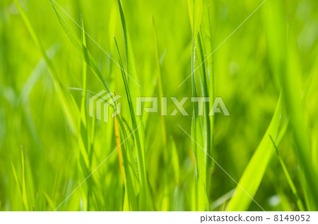 Green grass Green grass 8149052