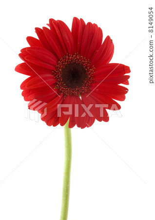 Red Gerber Red Gerber 8149054