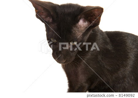 Black Siamese cat 8149092