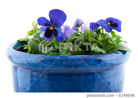 Blue Pansies 8149096