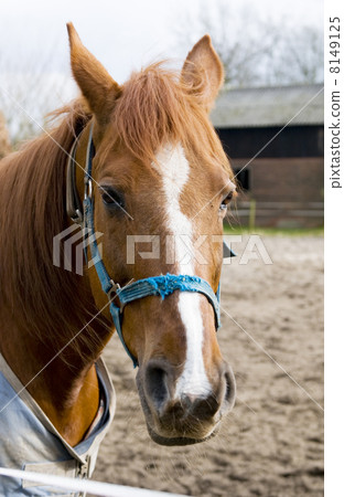 Portrait of a brown horse Portrait of a brown horse 8149125