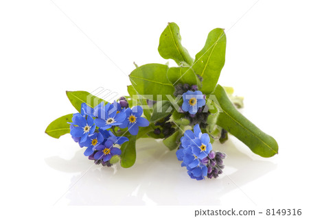 Blue Forget-me-not Blue Forget-me-not 8149316