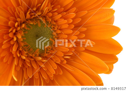 Orange Gerber Orange Gerber 8149317