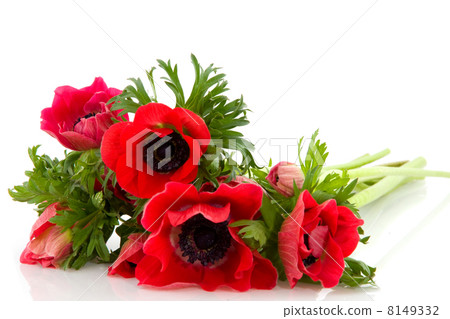 red anemones 8149332