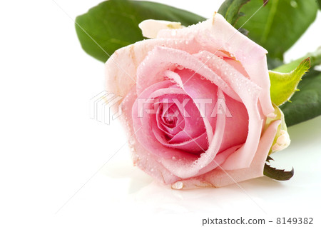 Pink rose 8149382
