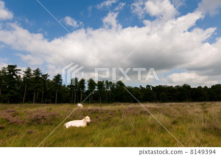 White cows in heather landscape 8149394