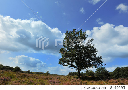 heather landscape heather landscape 8149395