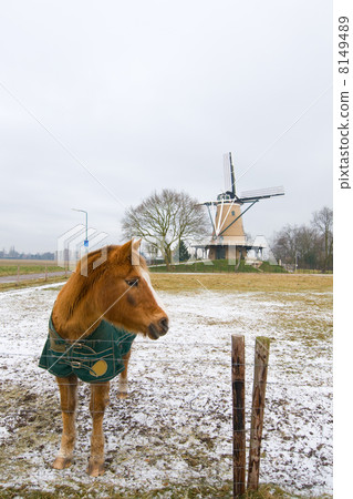 Horse in winter Horse in winter 8149489