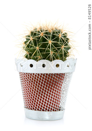 Cactus 8149526