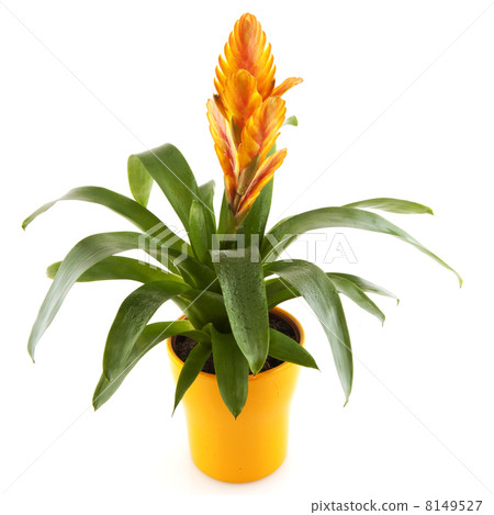 Bromeliad 8149527