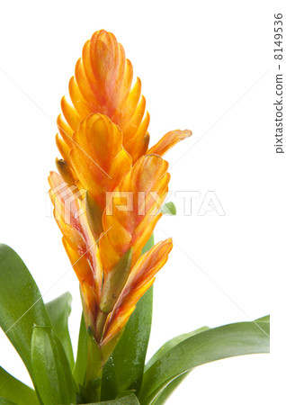 Bromeliad Bromeliad 8149536