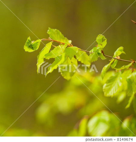 Young leaves Young leaves 8149674