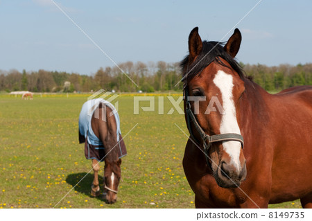 Horses in spring Horses in spring 8149735