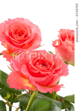 Fresh pink roses 8149769