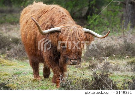 Scottisch highlander 8149821