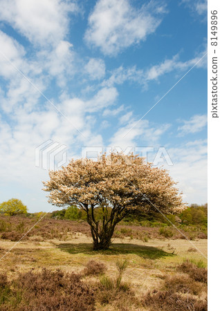 Blossom tree in heather landscape 8149896