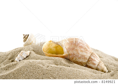 Shells on the beach Shells on the beach 8149921