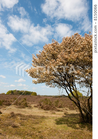 Blossom tree in heather landscape Blossom tree in heather landscape 8150066