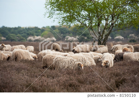 Sheep grazing in moorland 8150110