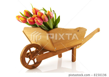wooden wheelbarrow with flowers 8150136