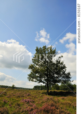 tree in heather landscape 8150187