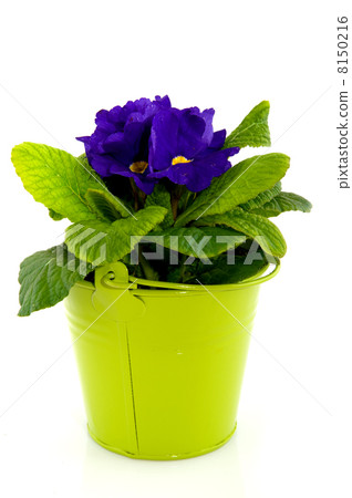 Blue Primula 8150216