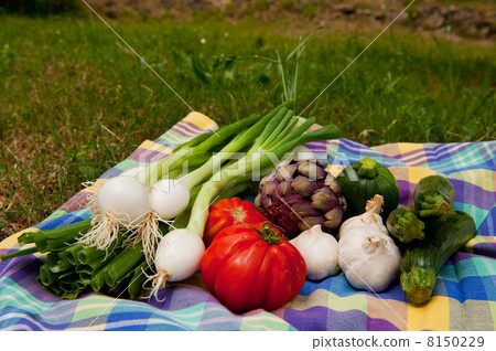 Fresh vegetables Fresh vegetables 8150229