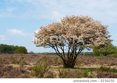 Blossom tree in heather landscape Blossom tree in heather landscape 8150230