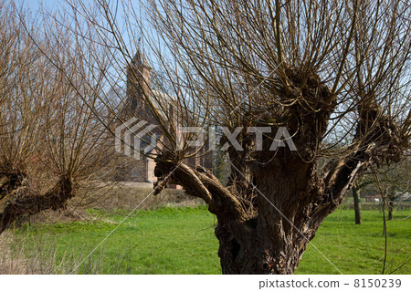 Pollard willow in Dutch landscape 8150239