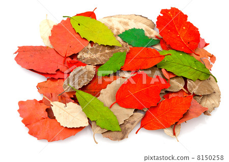 autumn leaves 8150258