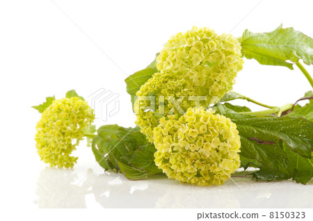 White flowers White flowers 8150323