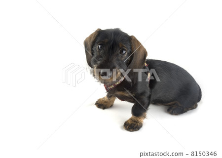 Dachshund Dachshund 8150346