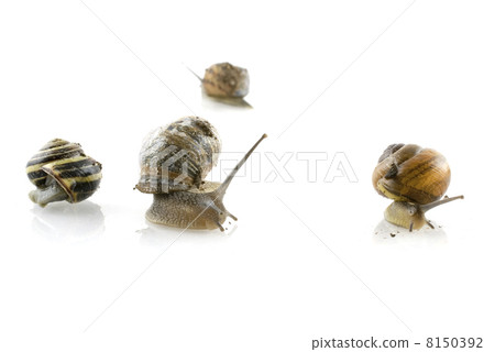 solitaire snails solitaire snails 8150392