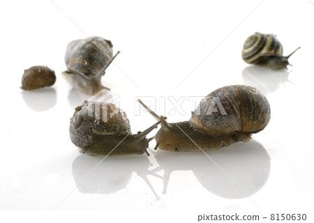 love by a snail love by a snail 8150630