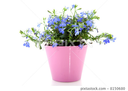 cheerful blue Lobelia cheerful blue Lobelia 8150680