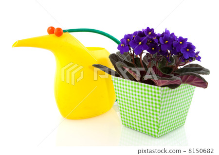 Primrose in checkered flower pot 8150682