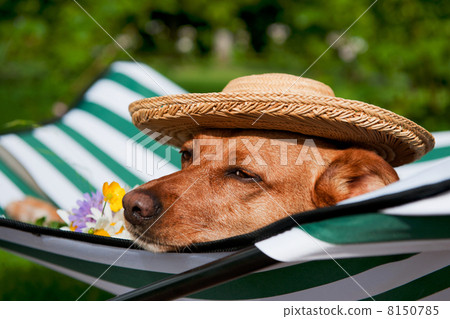 Dog on vacation Dog on vacation 8150785
