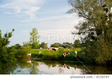White cows in French Bourgogne White cows in French Bourgogne 8150787