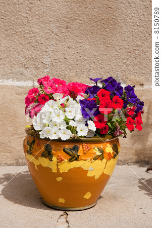 French flower pot 8150789