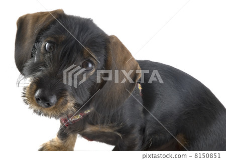 Little cute dachshund Little cute dachshund 8150851