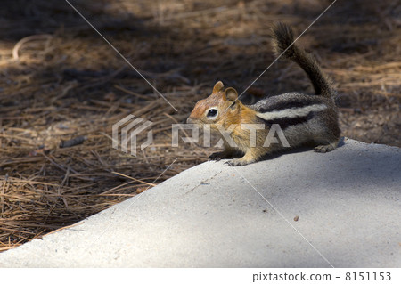 squirrel, squirrels, chipmunk 8151153
