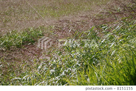 我是Seiban Sorghum先生。 我是Seiban Sorghum先生。 8151155