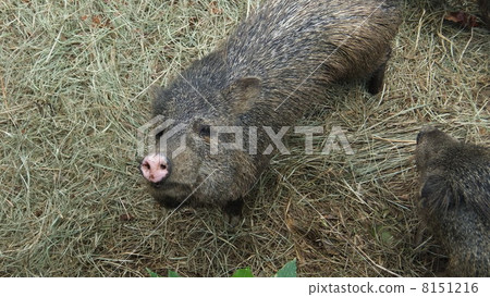 Peccary (small wild boar)'s uninhibited pupil 8151216