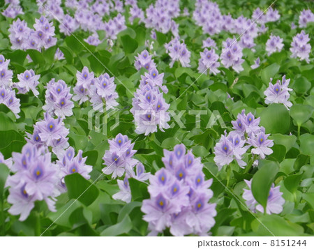 Water hyacinth 8151244