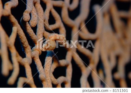 侏儒海水管 8151301