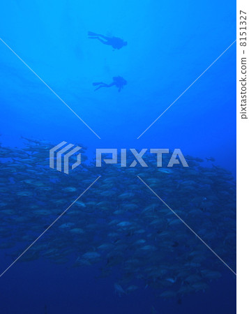 A group of divers and fish A group of divers and fish 8151327