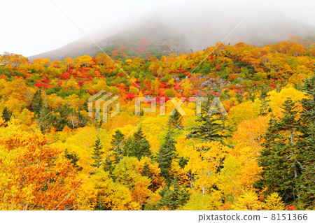 Autumn leaves of Norikura Kagahara Autumn leaves of Norikura Kagahara 8151366