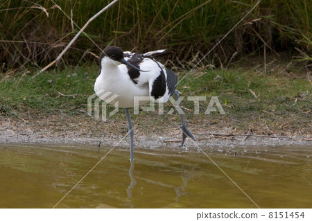 Pied Avocet (Recurvirostra avosetta) - Texel, the Netherlands Pied Avocet (Recurvirostra avosetta) - Texel, the Netherlands 8151454